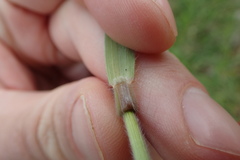 Bromus arvensis