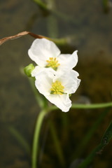 Sagittaria macrophylla