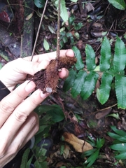 Diplazium andicola