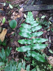 Diplazium andicola