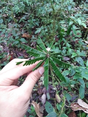 Biophytum dendroides