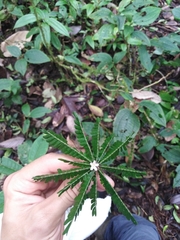 Biophytum dendroides