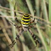 Wasp Spider - Photo (c) Philip Mark Osso, some rights reserved (CC BY-NC), uploaded by Philip Mark Osso