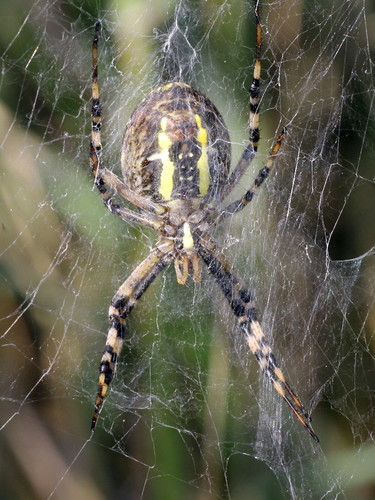 Wasp Spider, photo 9 of 10