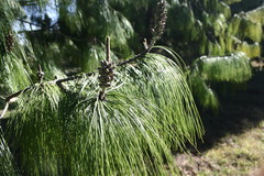 Pinus patula