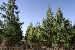 Pinus patula