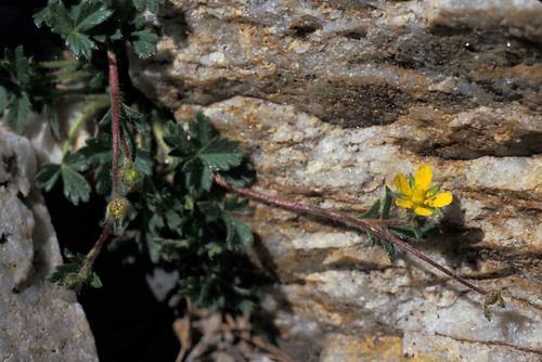 Pilot Range cinquefoil (Potentilla cottamii)