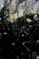 Erigeron leiomerus