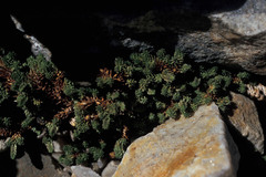 Selaginella watsonii