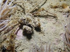 Inachus phalangium