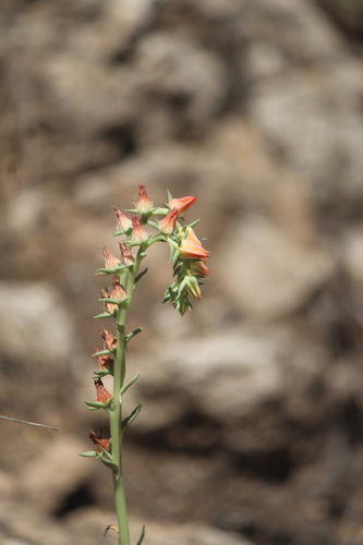 Echeveria bifida