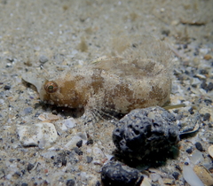 Parablennius tentacularis