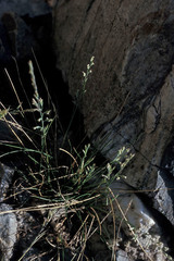 Festuca brachyphylla brachyphylla