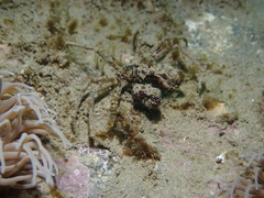 Inachus phalangium