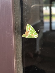 Chlorodes boisduvalaria