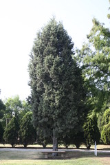Cupressus guadalupensis