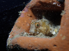 Parablennius tentacularis