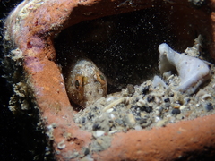 Parablennius tentacularis