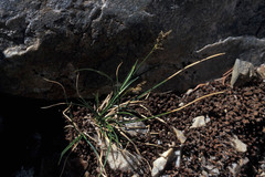 Carex phaeocephala