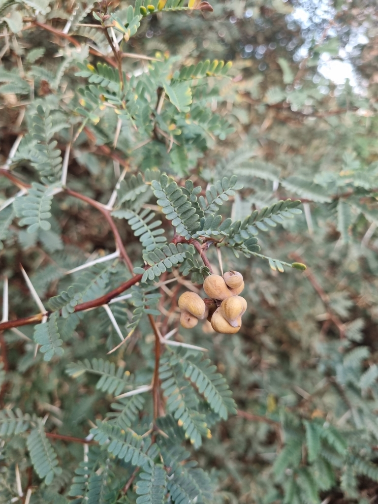 Prosopis burkartii Muñoz 2