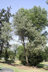 Pinus maximartinezii