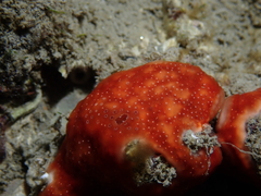 Polysyncraton lacazei