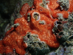 Polysyncraton lacazei