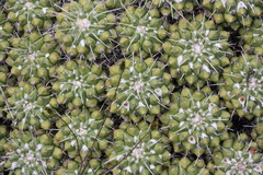 Mammillaria compressa compressa