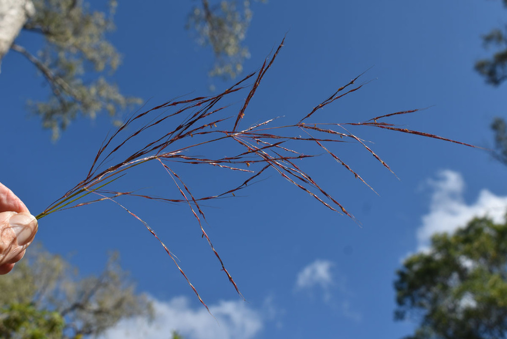 Australian Vetiver
