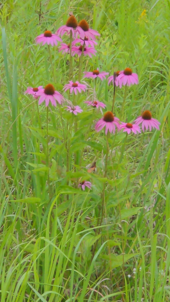 Coneflower seed head and cone