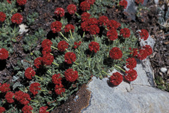 Eriogonum holmgrenii