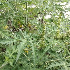 Ambrosia arborescens