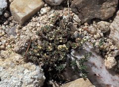 Draba oligosperma