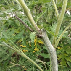Ambrosia arborescens