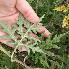 Ambrosia arborescens