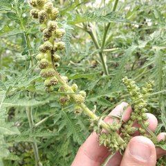 Ambrosia arborescens