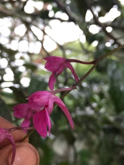 Comparettia falcata