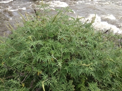Ambrosia arborescens