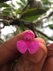 Comparettia falcata