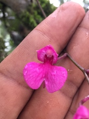 Comparettia falcata