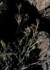 Draba serpentina