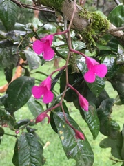 Comparettia falcata