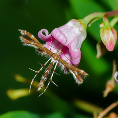 Geina tenuidactylus