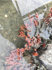 Clathria prolifera