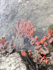 Clathria prolifera