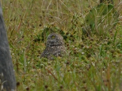 Athene cunicularia floridana