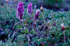 Castilleja elegans