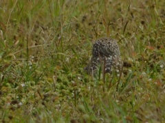 Athene cunicularia floridana