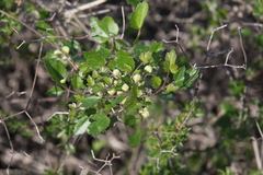Clematis pauciflora