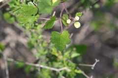 Clematis pauciflora